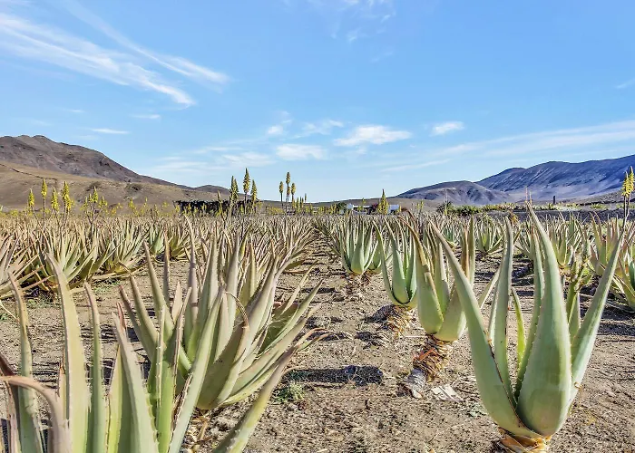 Casa Pilar, Aurora Y Tarabilla En Ecologica * Teguitar